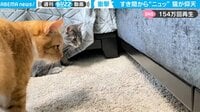 【映像】すき間から“ヌルっ” 猫仰天の一部始終