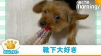 【映像】靴下もらって大興奮の犬