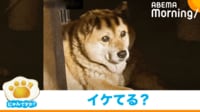 【映像】「前髪似合うね」神妙な顔つきをする犬
