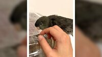 【映像】着信音を忠実に真似るインコ