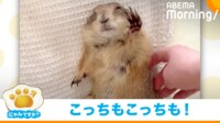 【映像】“愛くるしい方法”で要求するプレーリードッグ