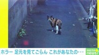 【映像】猫が振り返って…まるで“ホラーゲーム”のような一本道