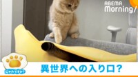 【映像】バナナに吸い込まれる→目撃したネコの行き場のない“あんよ”