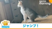 【映像】ジャンプを成功させた猫(何度も失敗する姿も)