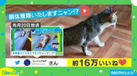 「胴体着陸だニャン」後ろ足をスライドさせて… 愛猫のくつろぐ瞬間