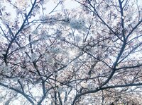 市川海老蔵『そしてこの桜』