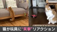 猫が玩具に“笑撃”リアクション