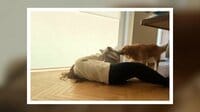 毛布強奪「お前は固い床で寝ろ」【SNS 153万回再生】
