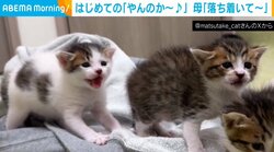 3匹の子猫が人生初の“やんのか”ポーズ 威嚇先はゴミ袋？ 落ち着かせる母猫の優しさにほっこり