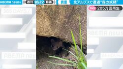 超貴重映像！北アルプスで“森の妖精”に遭遇… その愛くるしい姿に大反響 「野生動画はじめて見た」「羨ましい！」