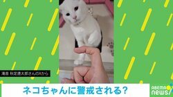 世界のテッペン獲れる!! 警戒心MAXの猫が繰り出した“衝撃強め”なネコパンチに「いい音だ…」「優しそうなお顔なのに笑笑」と話題