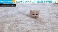 モゾモゾと這うように進む姿は…ツチノコ？『ONE PIECE』の海ネコ？ 猫の不思議な動きに反響