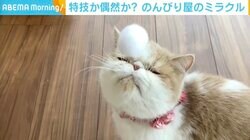 鼻にボールが直撃！のんびり屋の猫が見せたミラクルの瞬間 飼い主「高速シャッターで撮影」