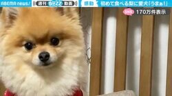 「うまぁ！」生まれて初めて梨を食べるポメラニアンの“感動リアクション”に「百点満点の笑顔…！」「ごっくんした後の目の輝き」と反響