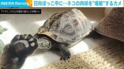 日向ぼっこ中に…ネコの肉球を堪能するカメ 2匹の様子に「ほれほれ〜ってひっくり返ってるの可愛い」「ぷにぷに感が伝わって最高に癒やされる」など絶賛の嵐