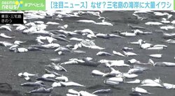 海岸に大量のイワシ、福島県沖の地震と関係が？ 専門家「直接的な関係は考えづらい」