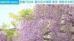 樹齢700年 藤の花が満開 東京・西新井大師