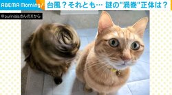 “ネコ台風”発生中！飼い主が撮影した“偶然の一枚”に「にゃんドリル」「素晴らしい局所台風ですね」と反響