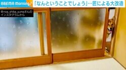 犯人は現場に戻る？畳にイタズラした柴犬 部屋の奥からひっそりと覗く姿がかわいい