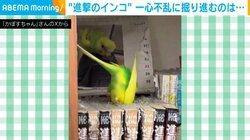 換羽期の“進撃のインコ” 一心不乱に掘り進む姿に飼い主「並みの集中力ではない…将来大成するタイプだな」