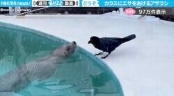 「飼育員さんごっこ？」アザラシとカラスの“不思議な組み合わせ”のやりとりがSNSで話題！「独自の行動！？すごい！」「足ツルツルしちゃうの可愛いw」