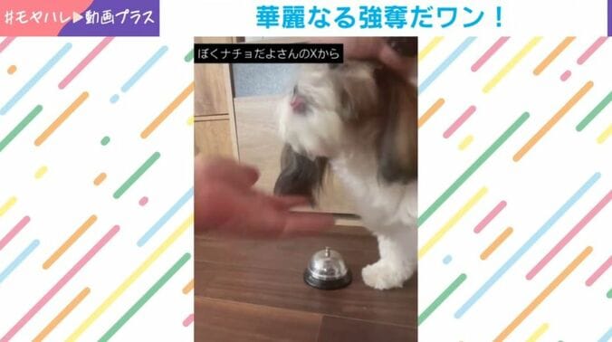 ナチョ氏と奈々ちゃん