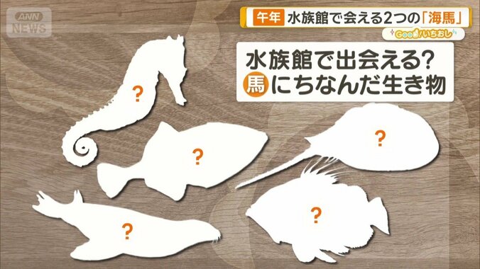 水族館で馬探しツアー　アクアマリンふくしまで不思議生き物と運気アップ 1枚目