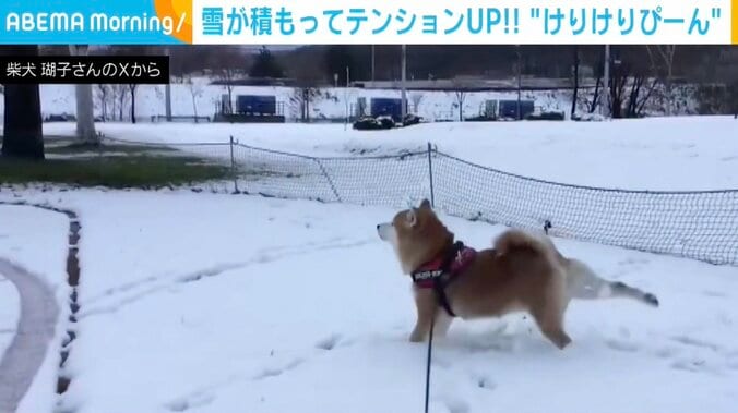 柴犬「ここ」ちゃん