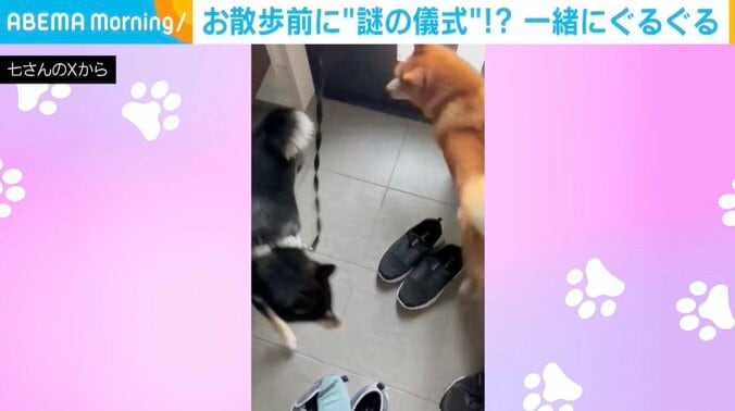 赤柴のジロウくんと黒柴のこつぶくん