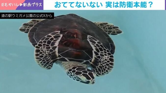 子どもウミガメ