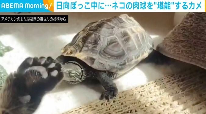 カメの軍曹くんとネコの小雪ちゃん