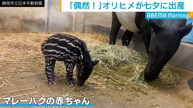 「本当に偶然」マレーバクのオリヒメが七夕に出産 赤ちゃんの名前投票を受け付け中 1枚目