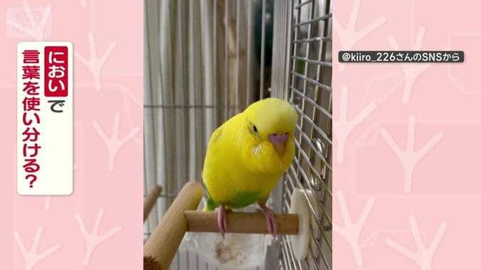 においをかぎ分けてる？