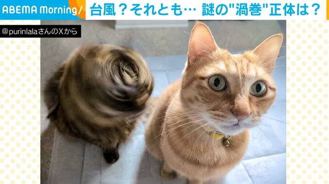 猫のぷりんちゃん（8歳）