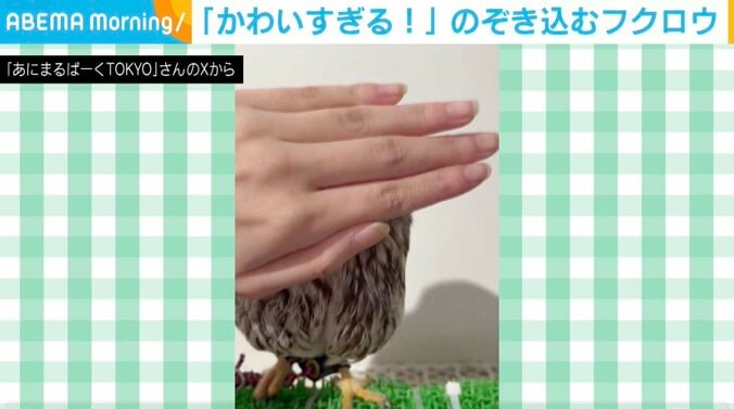 キンメフクロウのもかくん