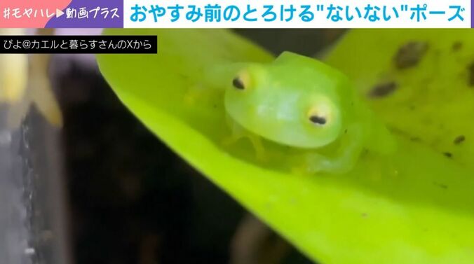 カエルの“おててないない”ポーズ