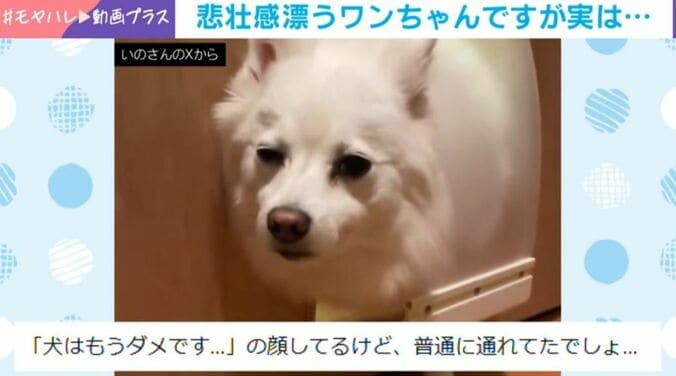 日本スピッツのスノちゃん