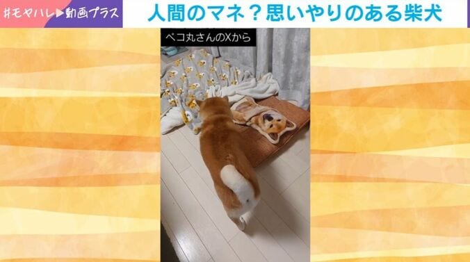 柴犬の茶々丸くん