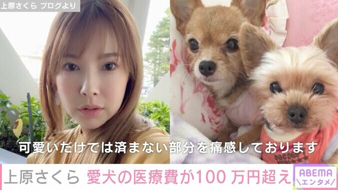 上原さくら、 愛犬の医療費が100万円超え「可愛いだけでは済まない部分を痛感」 1枚目