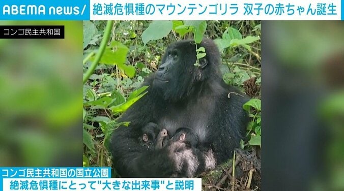 生まれた双子と母ゴリラ