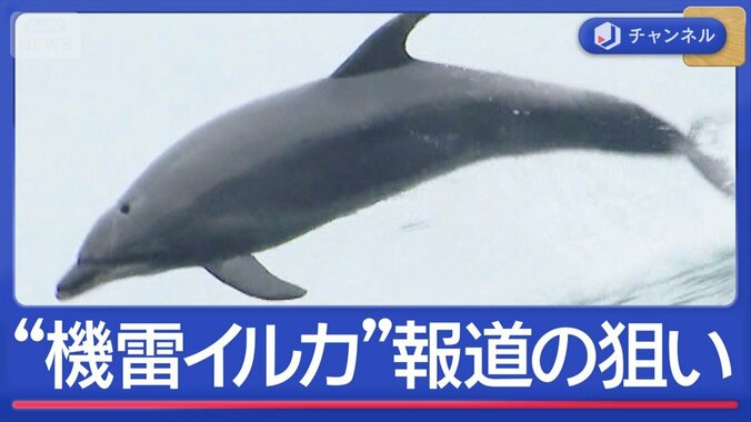 “機雷イルカを検討”報道にイランが反論　何が…狙いは？ 1枚目