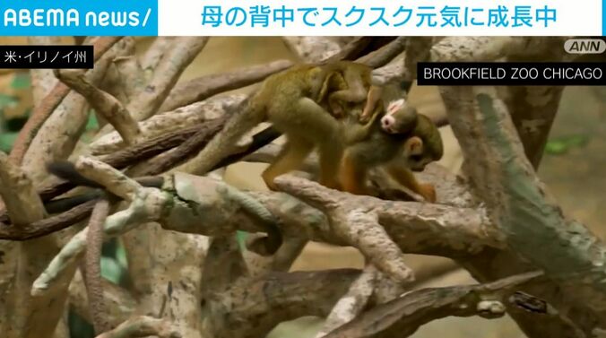 リスザルの親子