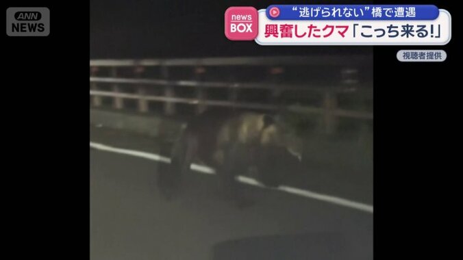 道路脇の森に立ち去って行ったという