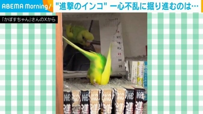 セキセイインコのかぼすちゃん（3歳）