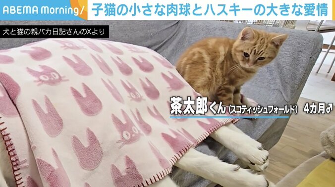 ハスキーのはっちゃん、子猫の茶太郎
