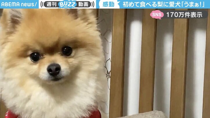 ポメラニアンの「たぬこちゃん」