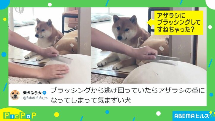 やきもち?心配? 複雑な表情で飼い主をチラ見する柴犬に「メチャメチャ気にしてる」「こっち見てるの可愛い」の声