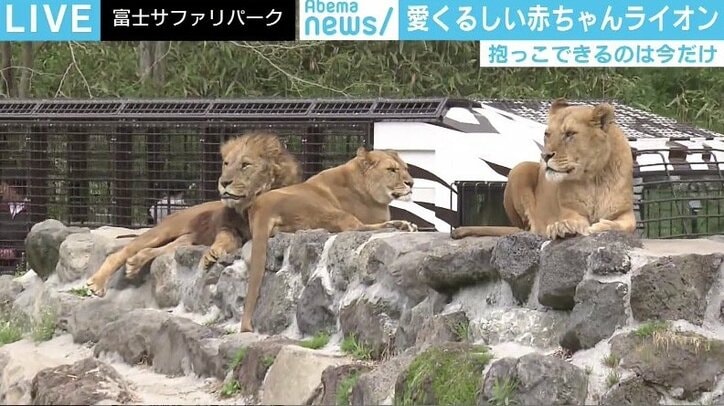 富士サファリパーク Gwに赤ちゃんライオンを抱っこできるイベント実施 国内 Abema Times