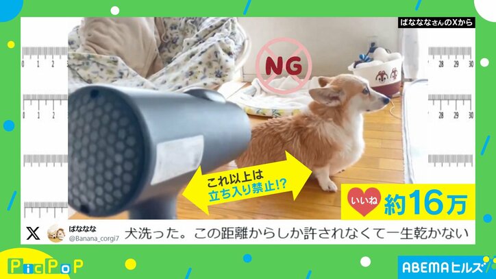 コーギー・あんずちゃん(5歳)
