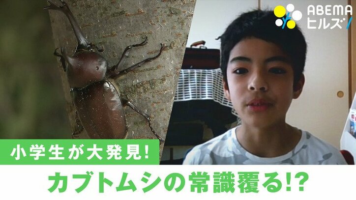 米の生態学専門誌 Ecology に論文掲載 小学6年生 カブトムシ研究者 にインタビュー 国内 Abema Times